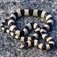Variable Groundsnake