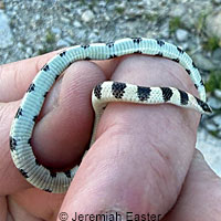 Variable Groundsnake