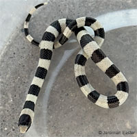 Variable Groundsnake