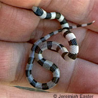 Variable Groundsnake