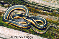 Diablo Range Gartersnake