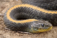 Santa Cruz Gartersnake