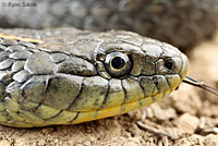Santa Cruz Gartersnake