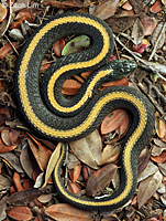 Santa Cruz Gartersnake