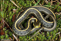 Santa Cruz Gartersnake