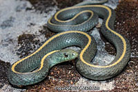 Santa Cruz Gartersnake