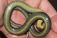 Santa Cruz Gartersnake