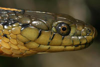 Aquatic Gartersnake Intergrade