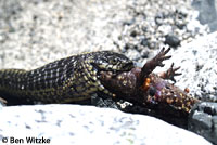 Northern Pacific Rattlesnake