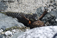 Northern Pacific Rattlesnake