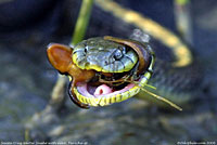 Santa Cruz Gartersnake eating a newt.