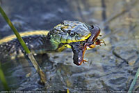 Santa Cruz Gartersnake eating a newt.