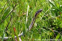 Diablo Range Gartersnake