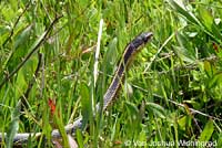 Diablo Range Gartersnake