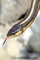 Diablo Range Gartersnake