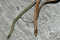 Gartersnakes