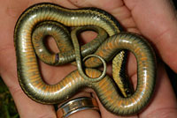 Diablo Range Gartersnake