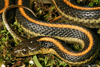 Diablo Range Gartersnake