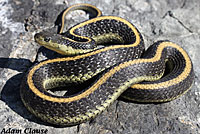 Diablo Range Gartersnake