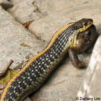 Diablo Range Gartersnake