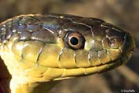 Diablo Range Gartersnake