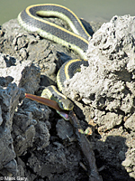 Diablo Range Gartersnake