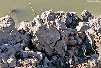 Diablo Range Gartersnake