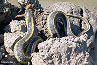 Diablo Range Gartersnake