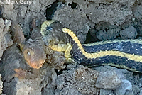 Diablo Range Gartersnake