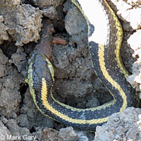 Diablo Range Gartersnake