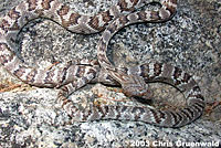 Sonoran Lyresnake