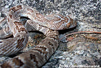 Sonoran Lyresnake