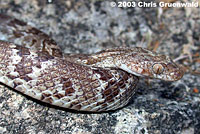 Sonoran Lyresnake