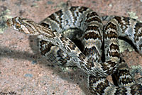 Sonoran Lyresnake