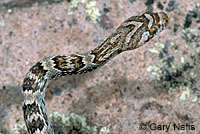 Sonoran Lyresnake