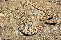 California Lyresnake