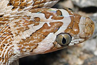 California Lyresnake