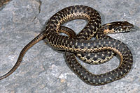 Sierra Gartersnake