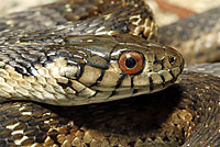 Sierra Gartersnake