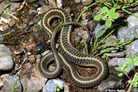 Klamath Gartersnake