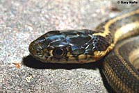 Klamath Gartersnake