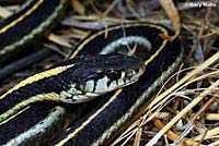 Klamath Gartersnake