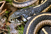 Mountain Gartersnake