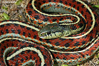 Coast Gartersnake