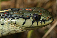 Coast Gartersnake