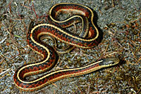 Coast Gartersnake