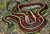 Coast Gartersnake