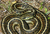 Coast Gartersnake