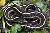 Coast Gartersnake