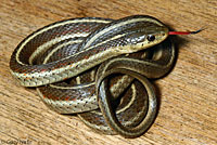 Coast Gartersnake